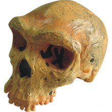 Rhodes West Human Skull Gehirn Modell für medizinische Forschung